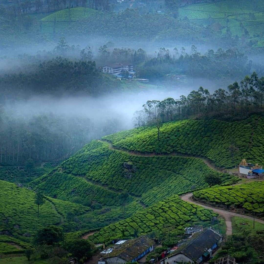 Munnar tea garden tour from Madurai – misty hills and tea estates Kerala
