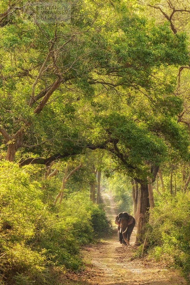 Mudumalai Wildlife Sanctuary tour from Madurai – elephant and tiger reserve